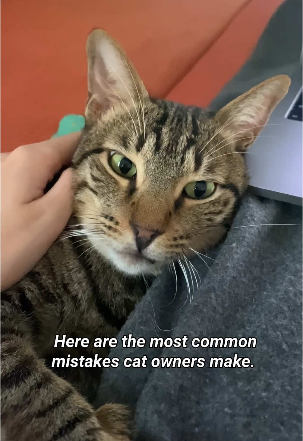 @Cat Tigrous