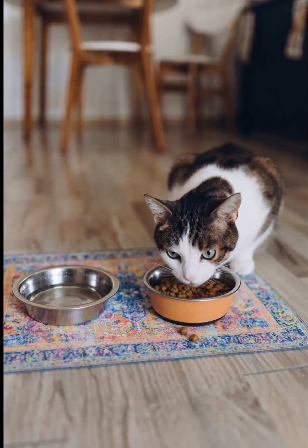 @Lovewag Pets