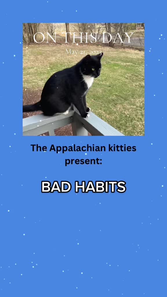 @The Appalachian kitties