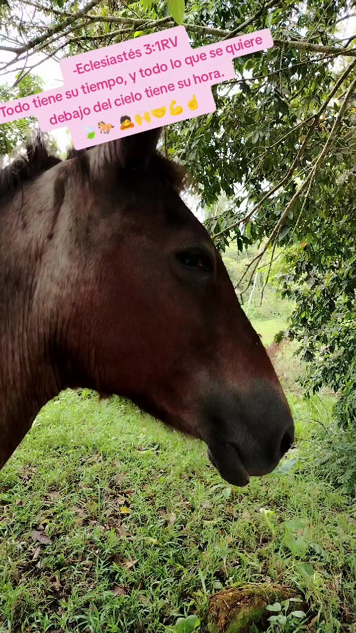 @PONYROJAS