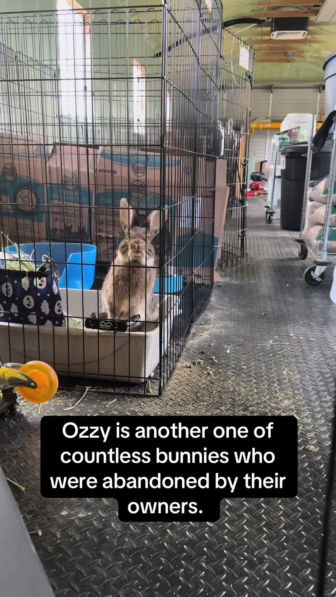 @Romeo Rabbit Rescue