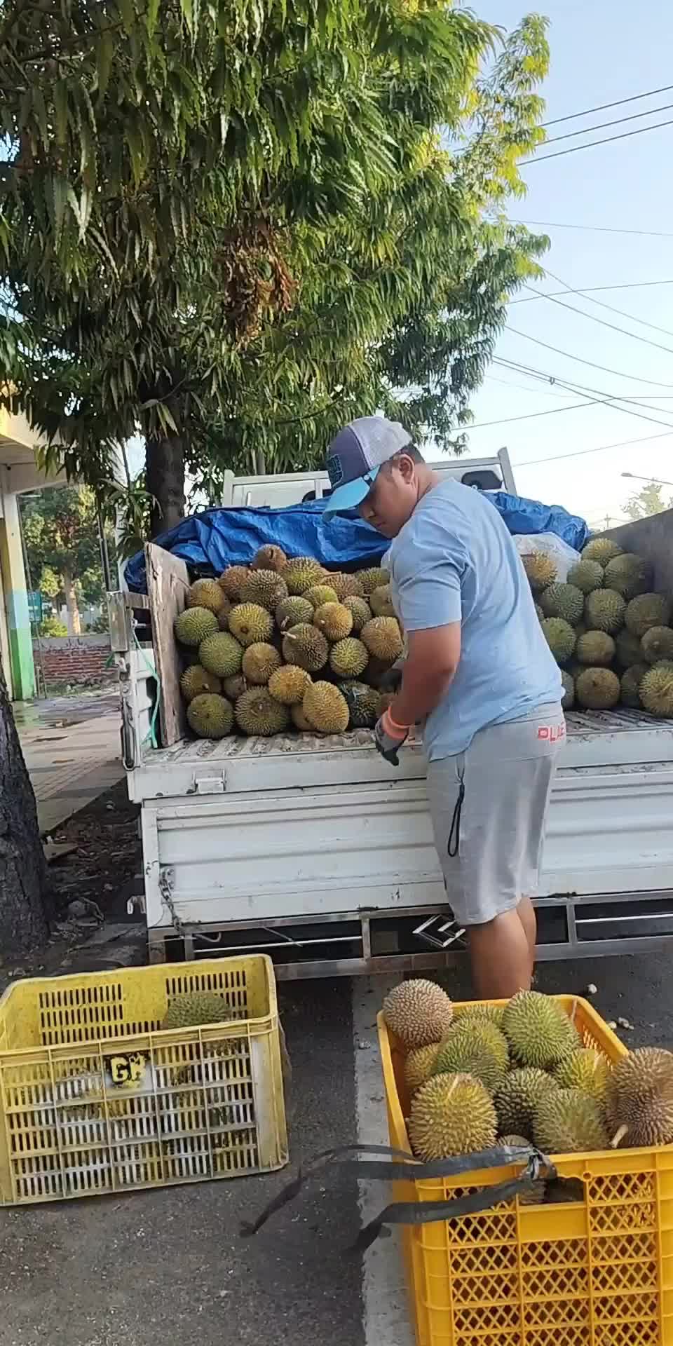 @Kenzhi Durian Tuban