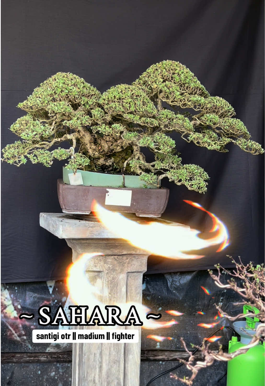 @warbonsai_purwodadi