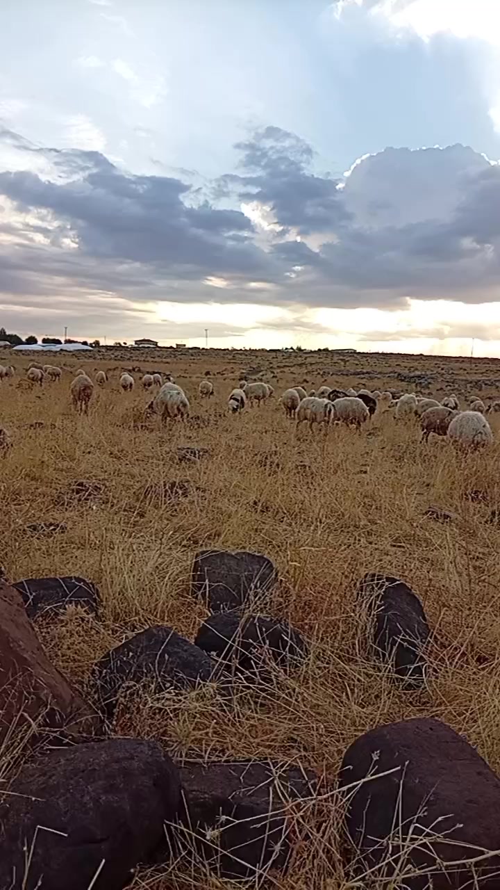 @reyis üzeyranlı