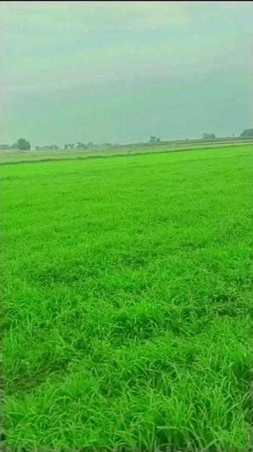 @اعجاز جلوکا مروٹ 334 H,R