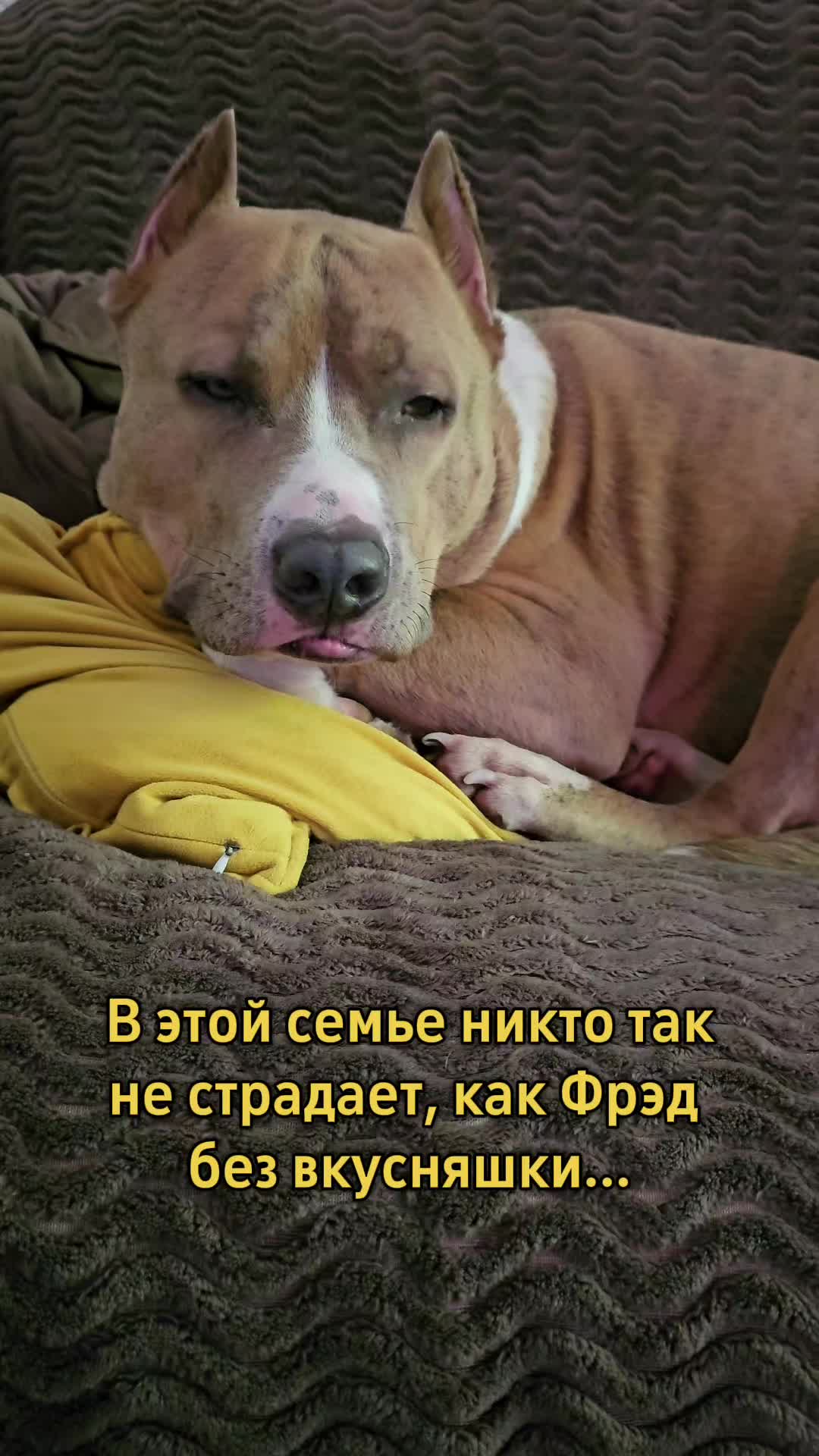 @Pitbul Fred