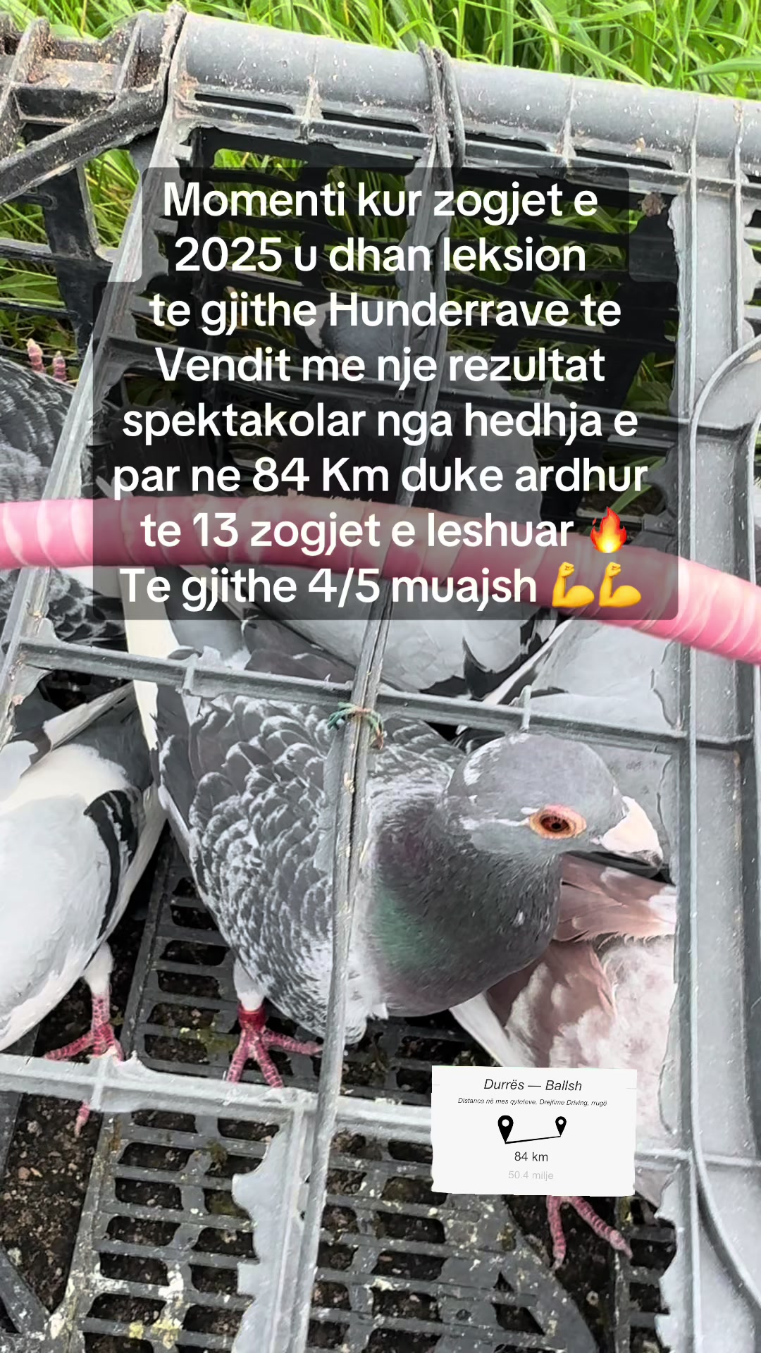 @Hunderra Vendi 🇦🇱