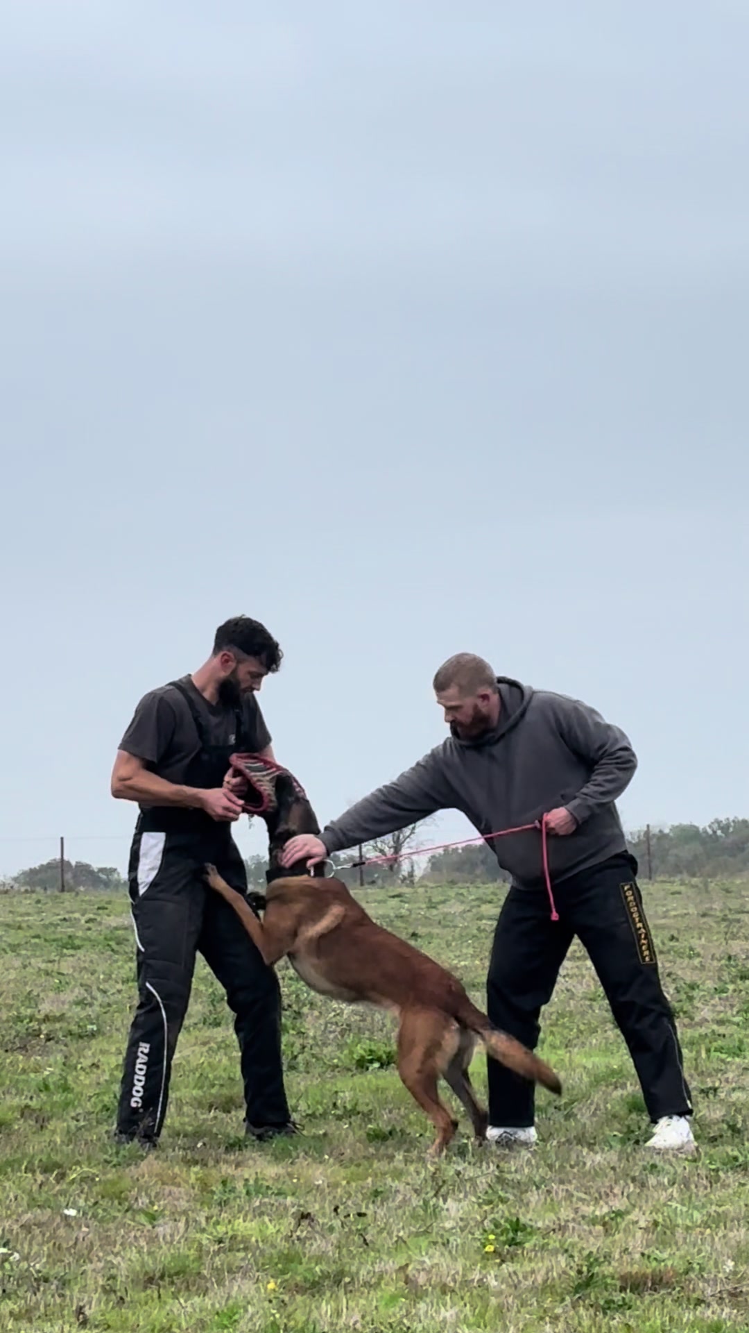 @Sirius K9