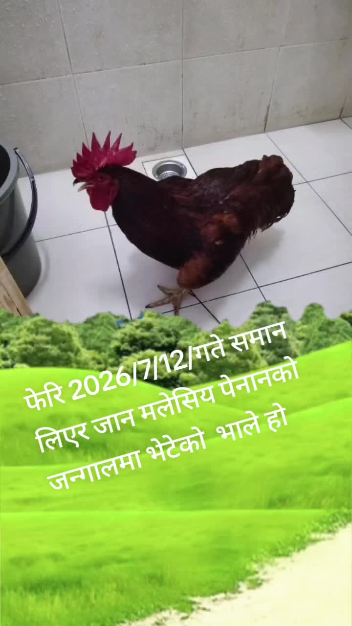 @कमल कुबँर