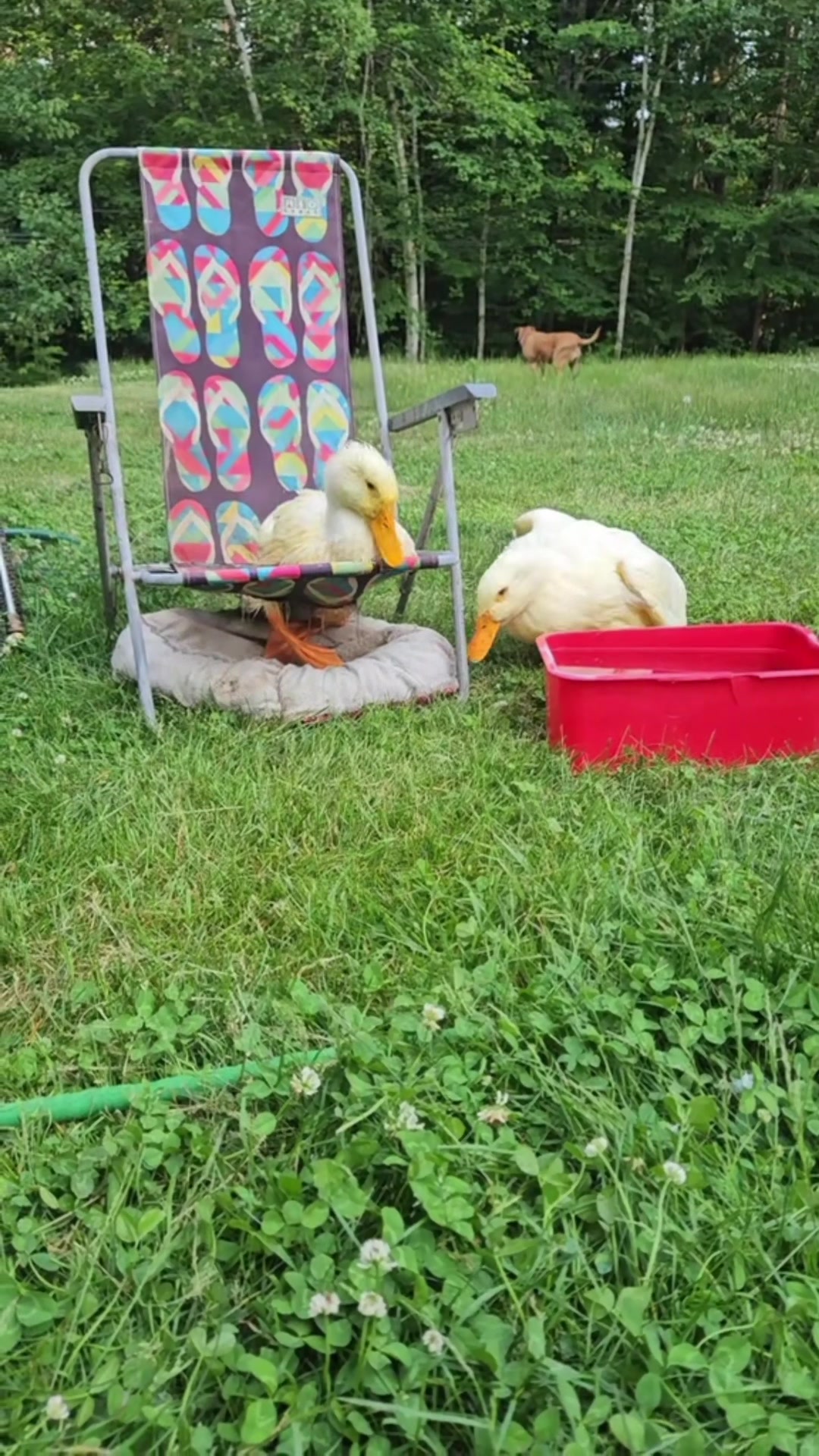 @Cluck and Waddle Farm Rescue