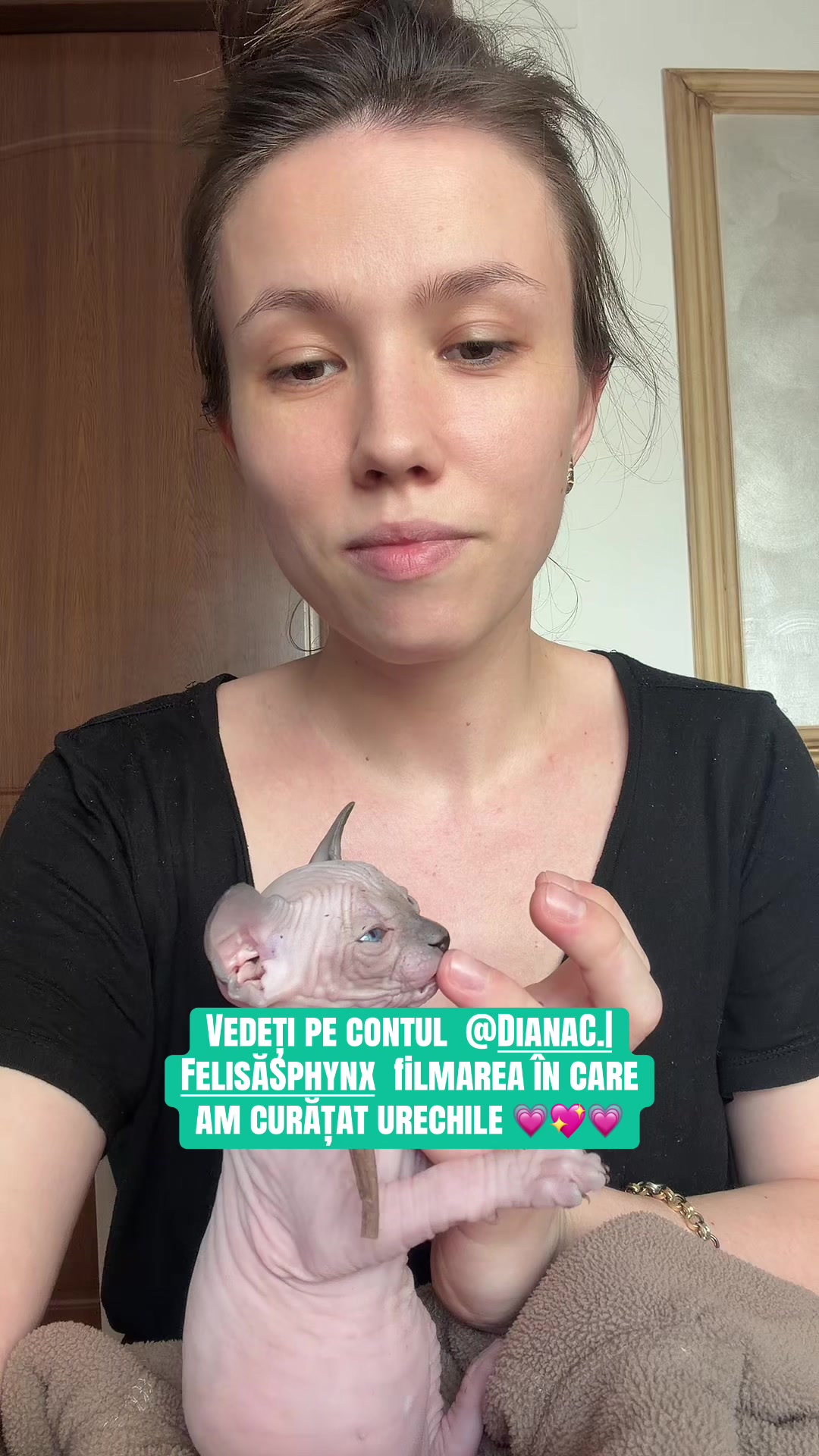 @Diana Ciortan Sphynx Romania