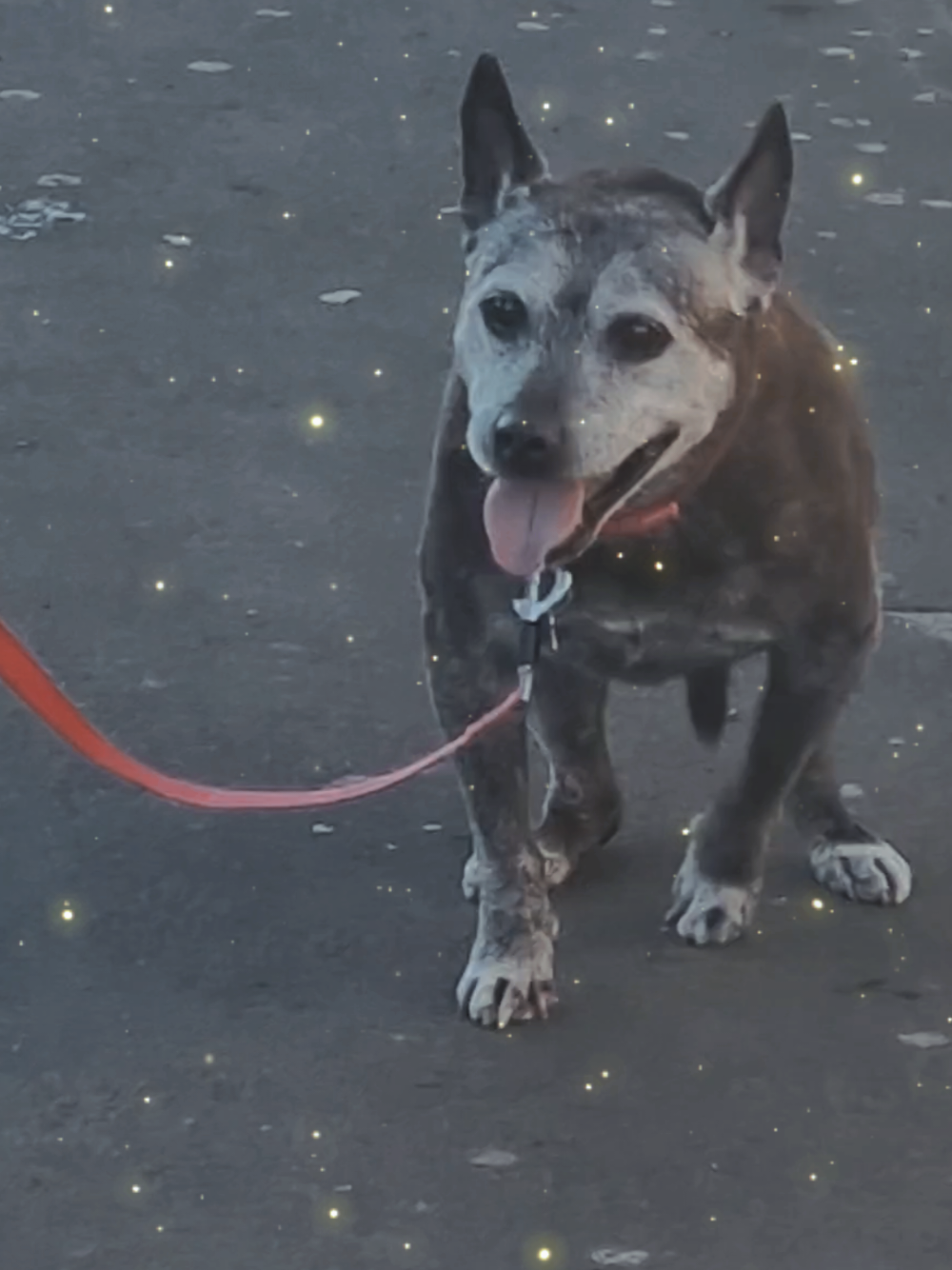 @Chloe The Staffy