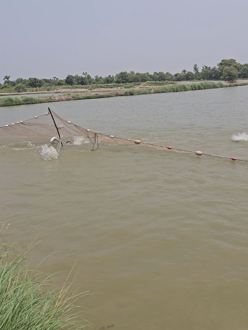 @fish catching video