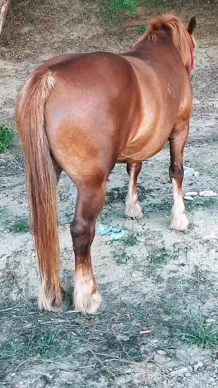@covaci Nyku👑🐴🐴❤