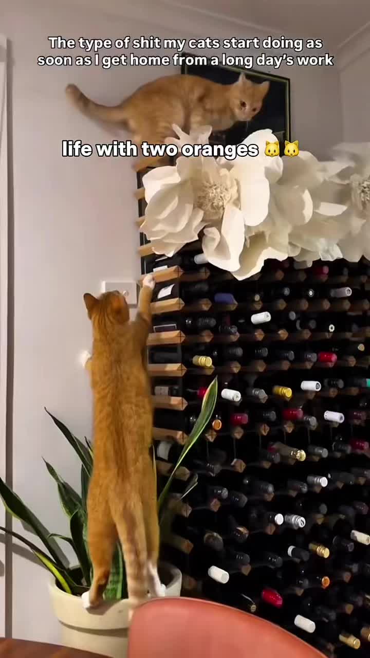 @Mitay_cat
