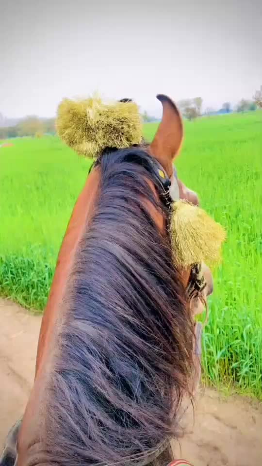 @مہر عامر سہیل لک🐎🏆🥂
