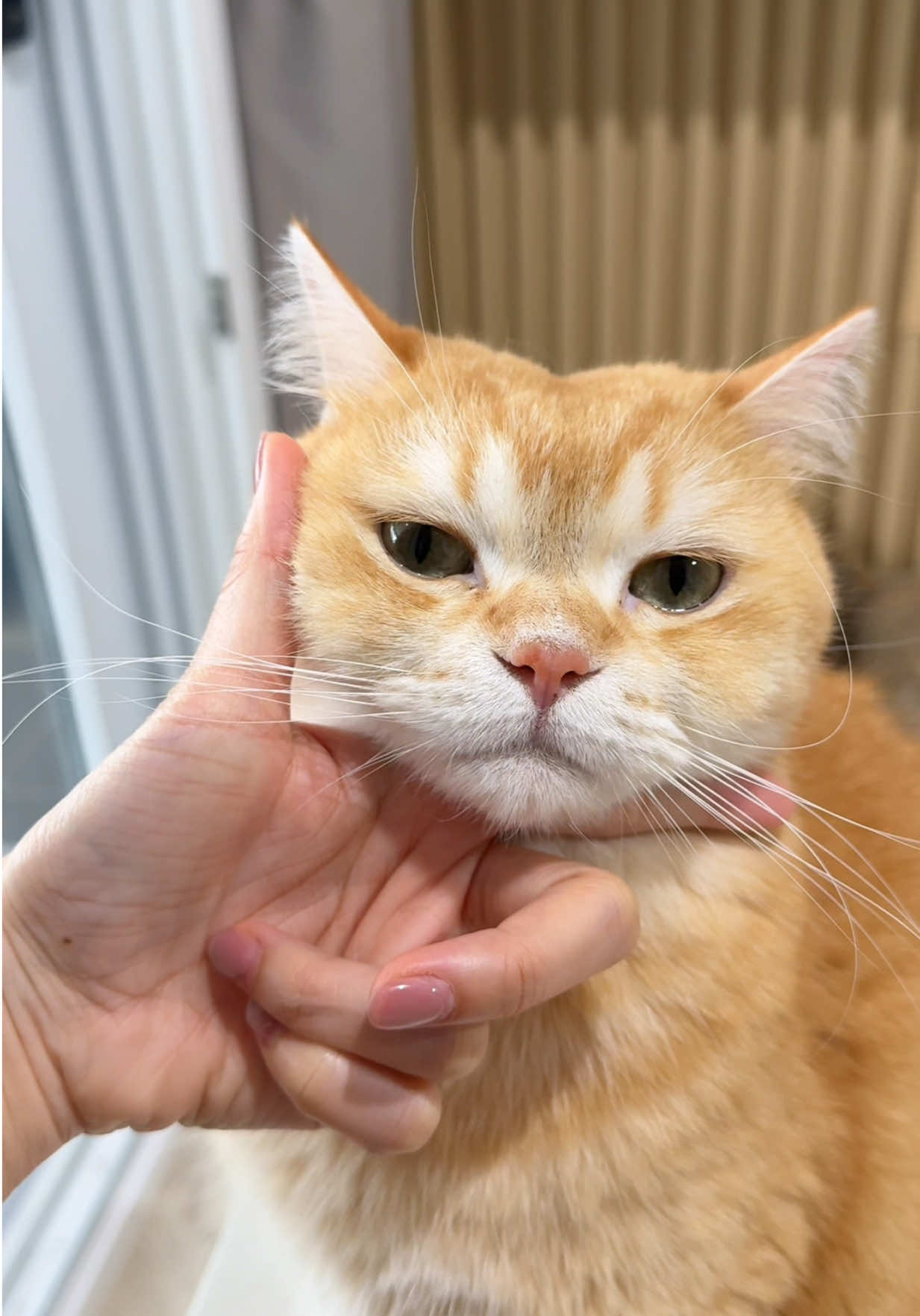 @ชิเอลแมวมึน 😺