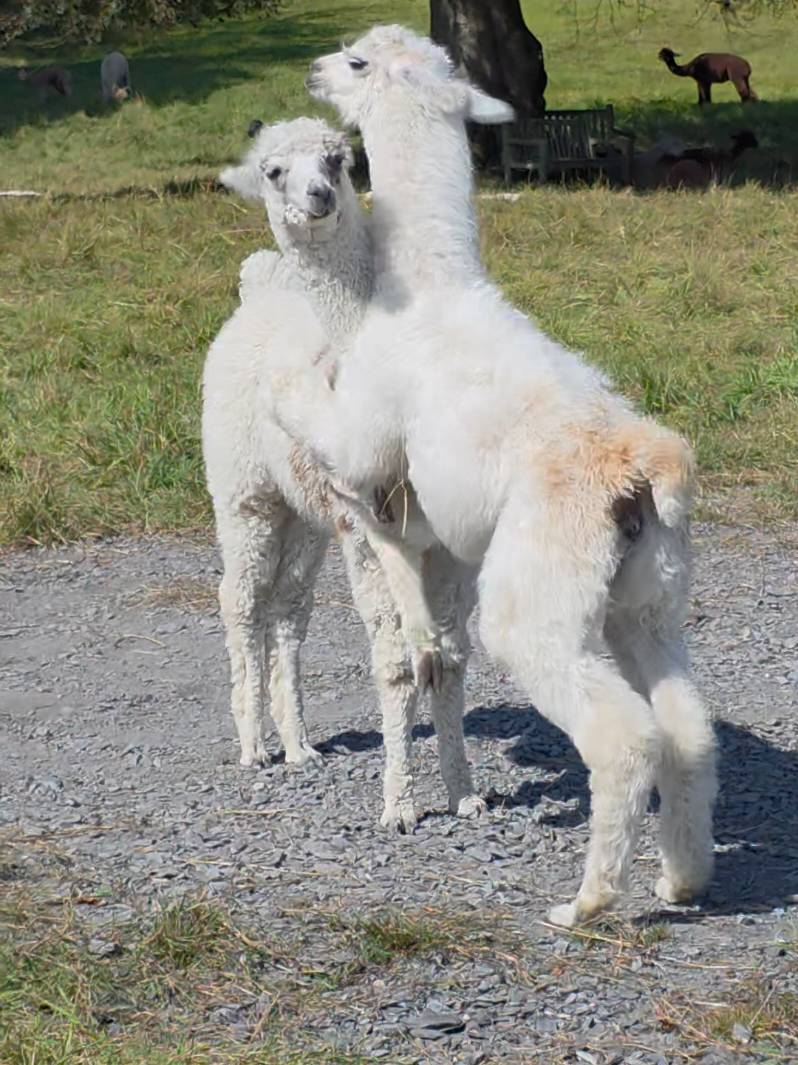 @Bardsea Alpacas and Llamas
