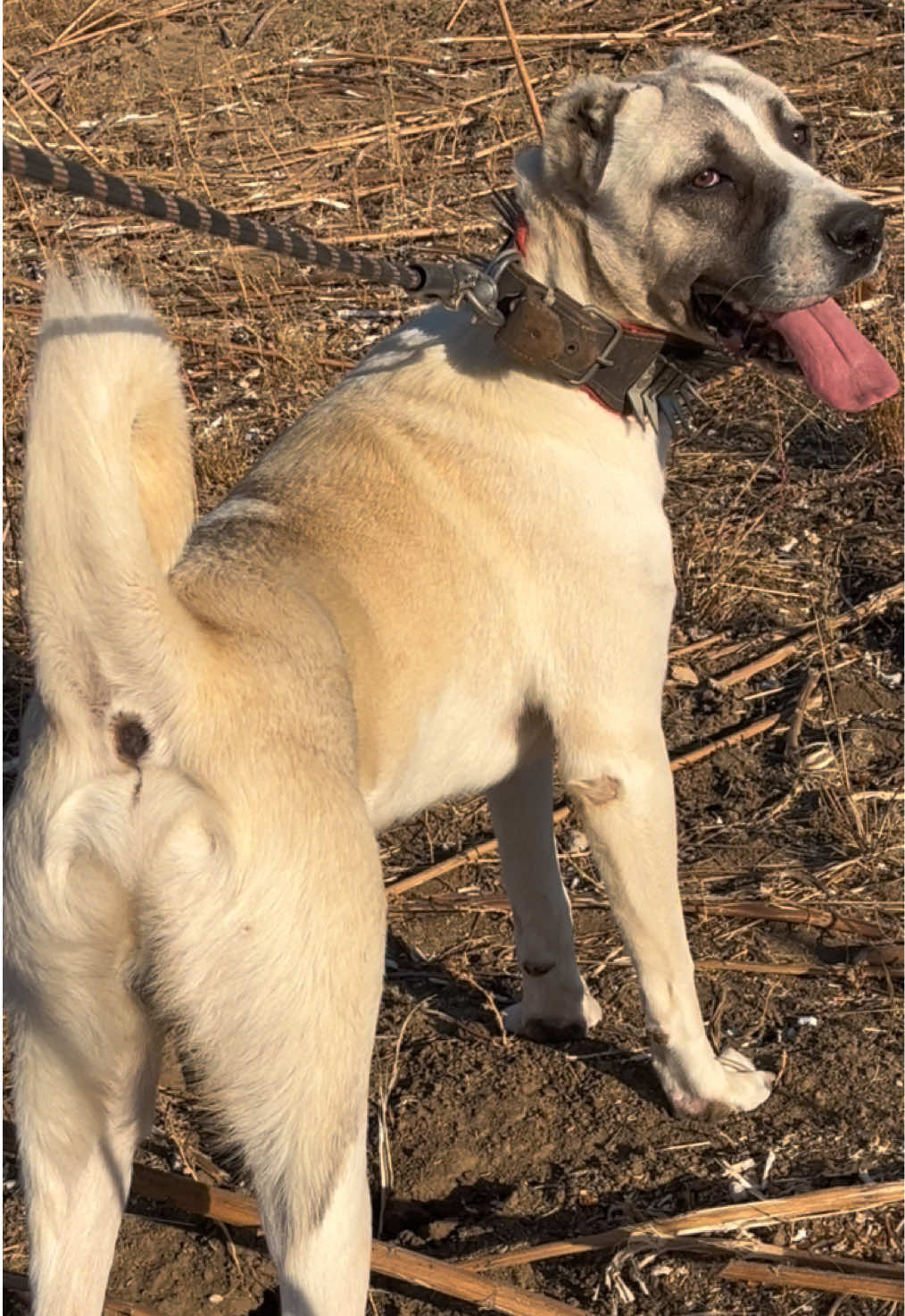 @💥K&ouml;rpe Kennels💥