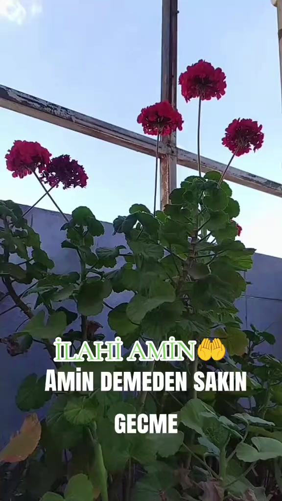 @👑★ EŞQ GƏMİSİ ★👑