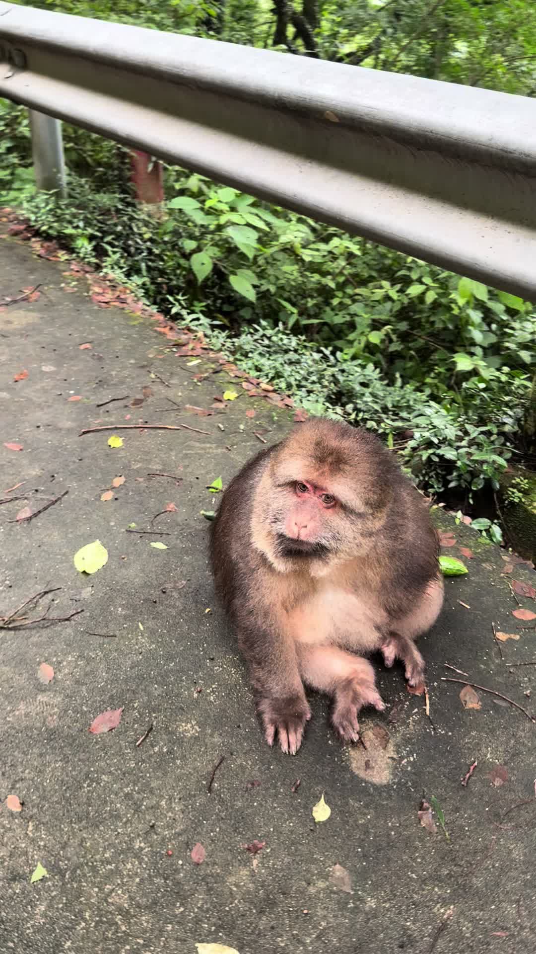 @xingxing.themonkey
