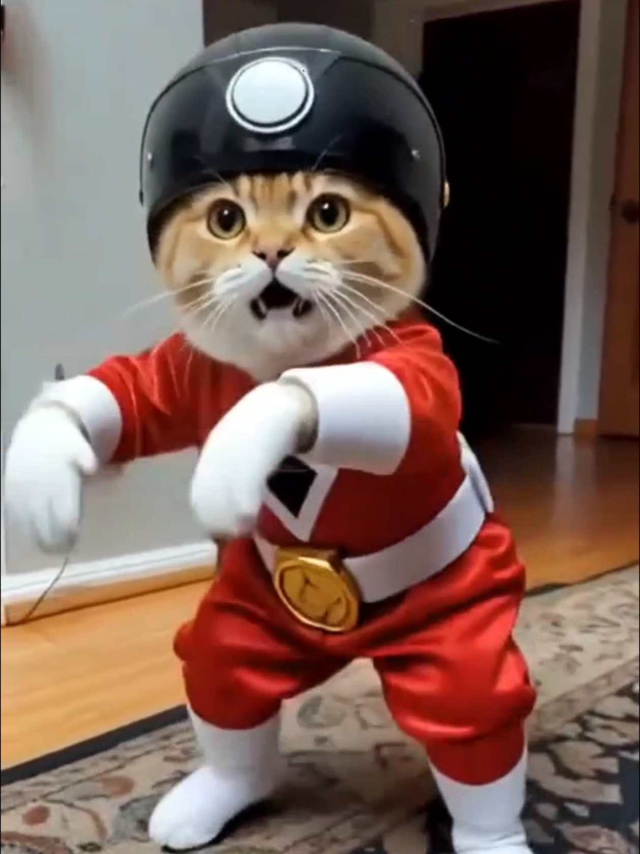@AnimalDance555