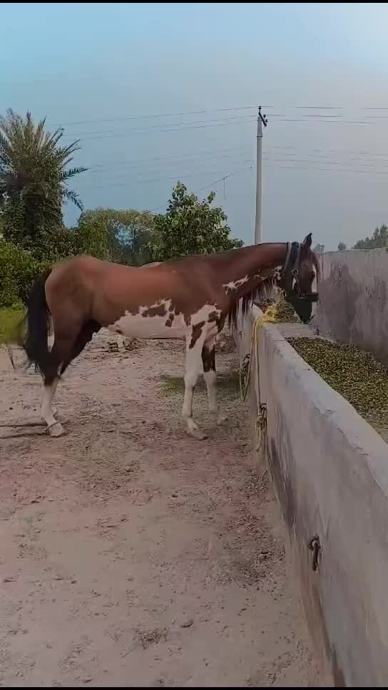 @مہر عامر سہیل لک🐎🏆🥂