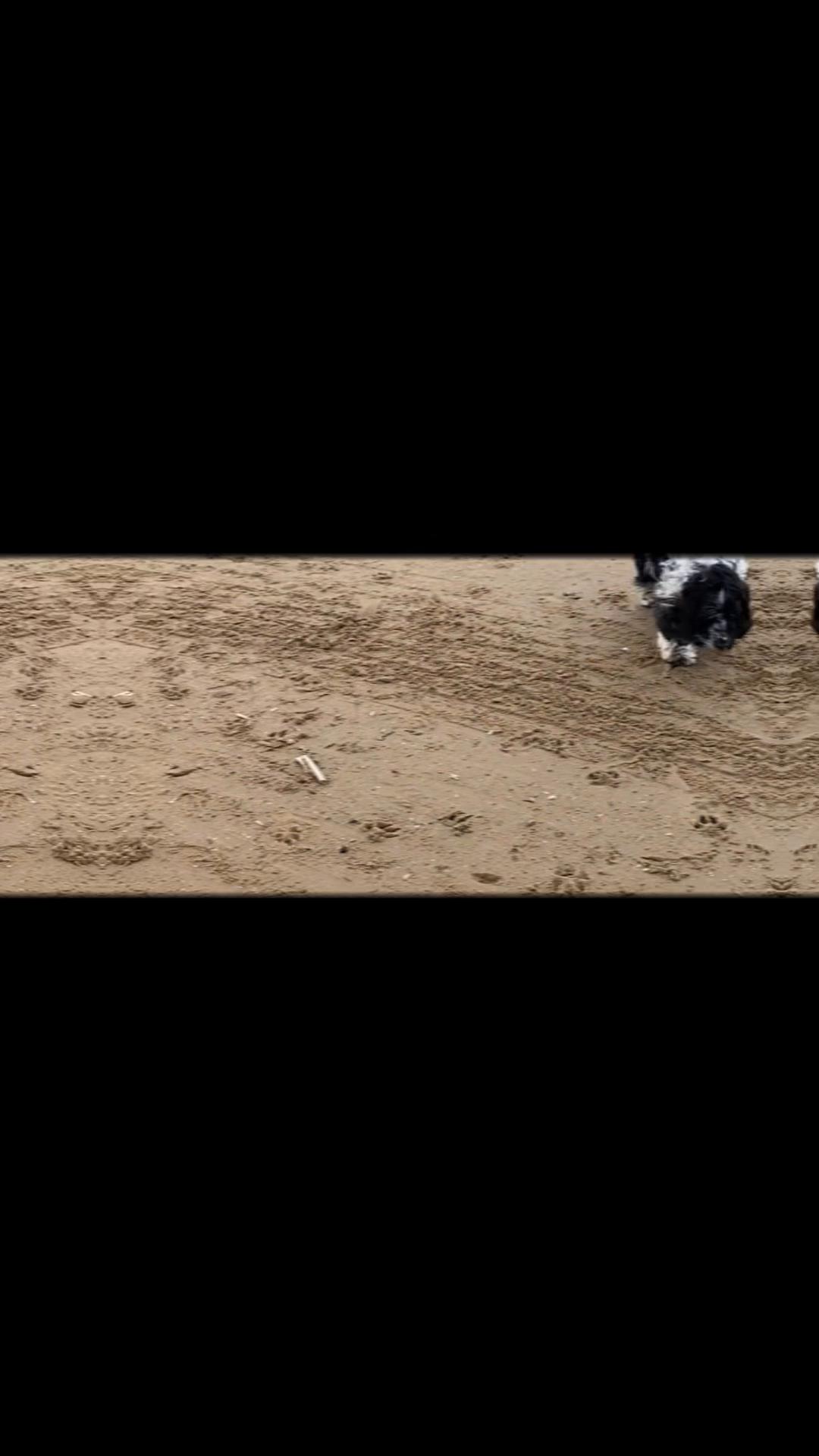 @Bev | Dogs • Hills • Outdoors