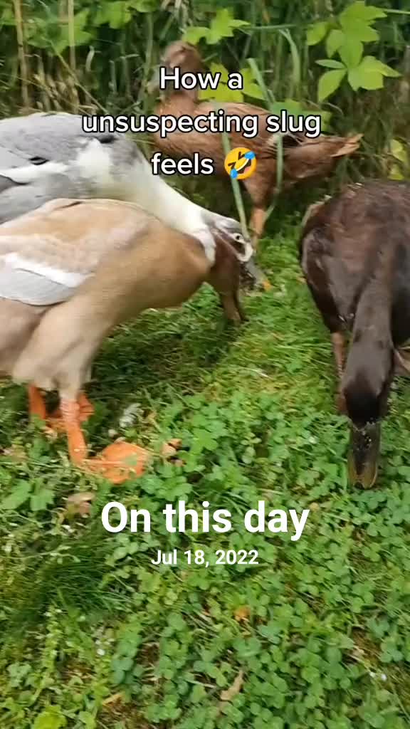 @The Doodle Quacks 🇸🇪🇬🇧🐔🦆