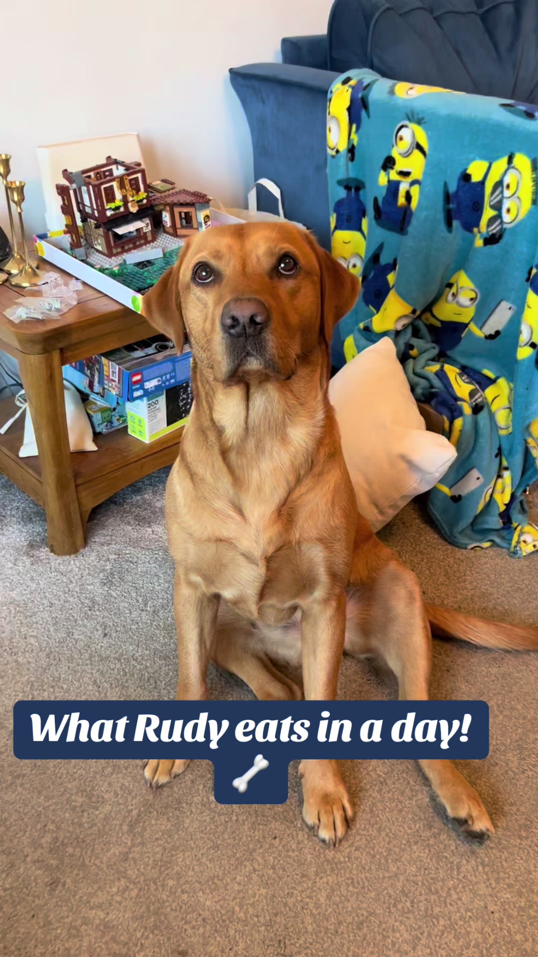 @Rudy🦮