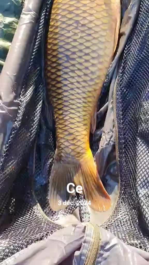 @Fish hunter