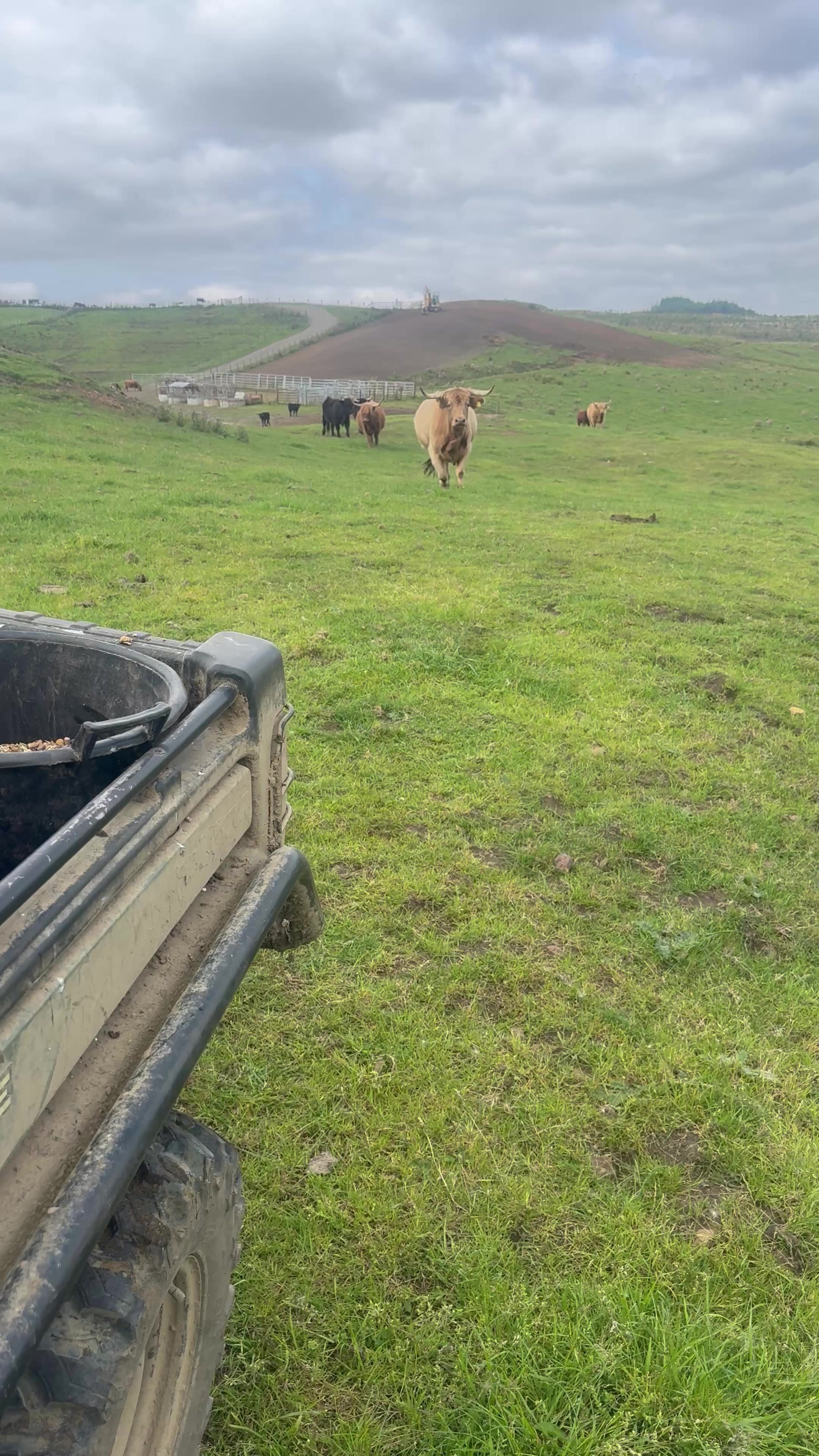 @Highland Coo Clan