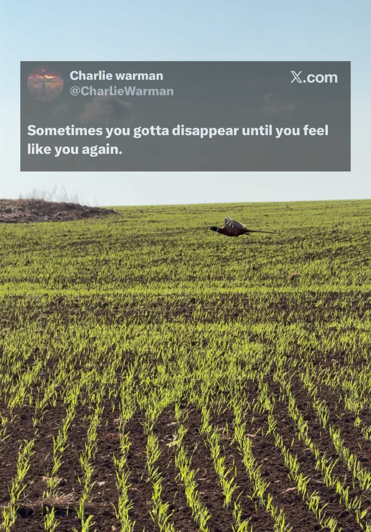@Charlie Warman