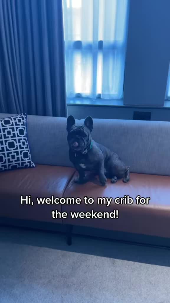 @Bertie The Frenchie