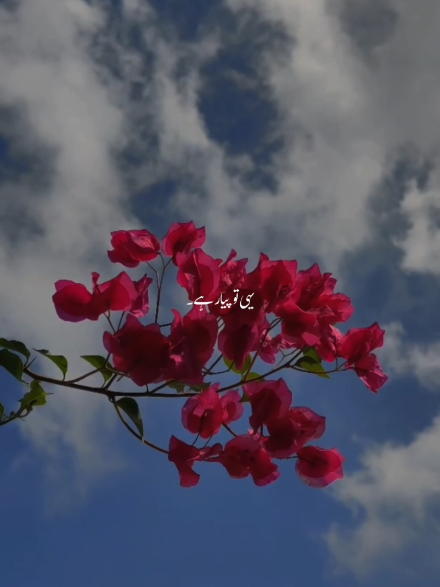 @๐ธ๐พโ๐ดโ๐บโ๐ทโแดแดษชษดแดแด ๐ธ