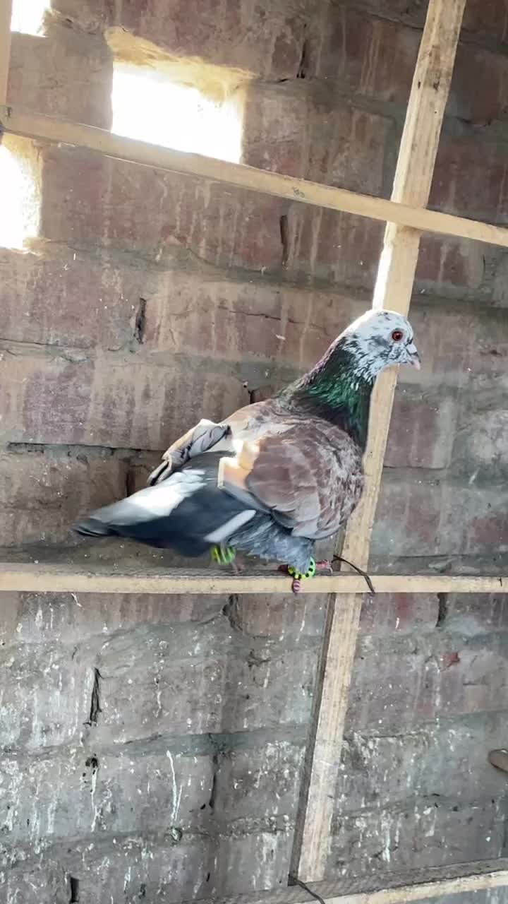 @J@&pound;!R S@H00 111🦅