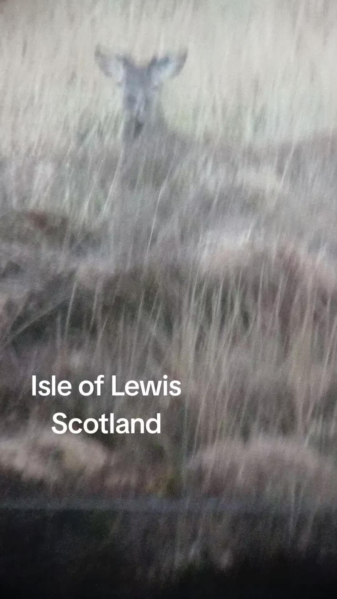 @will🏴
