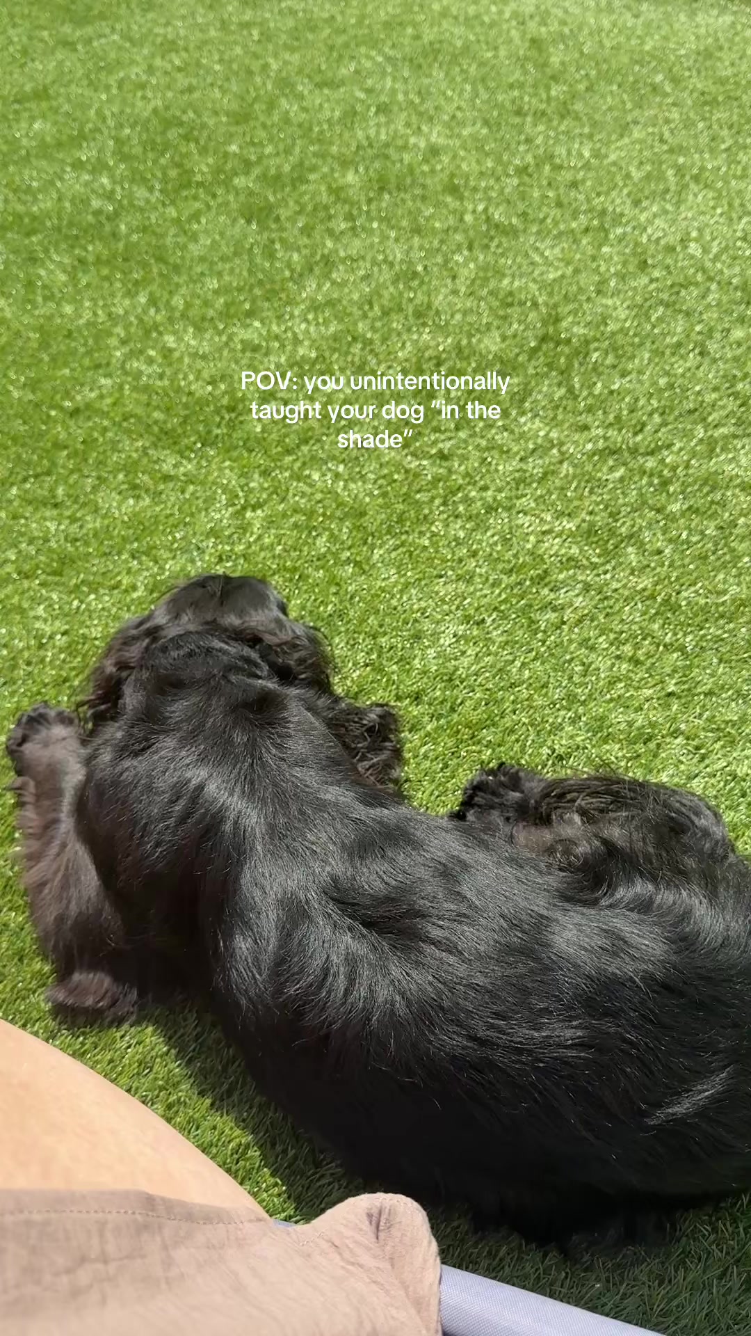@maggie.moo.cocker