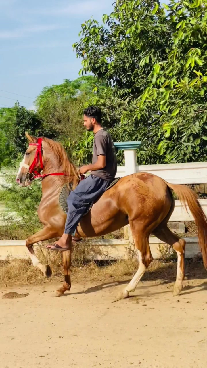 @Ch Hammad bokan ♥️🐎