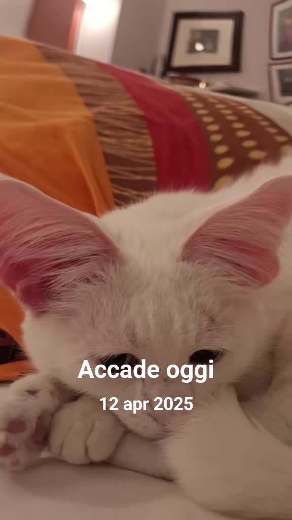 @gattopippo
