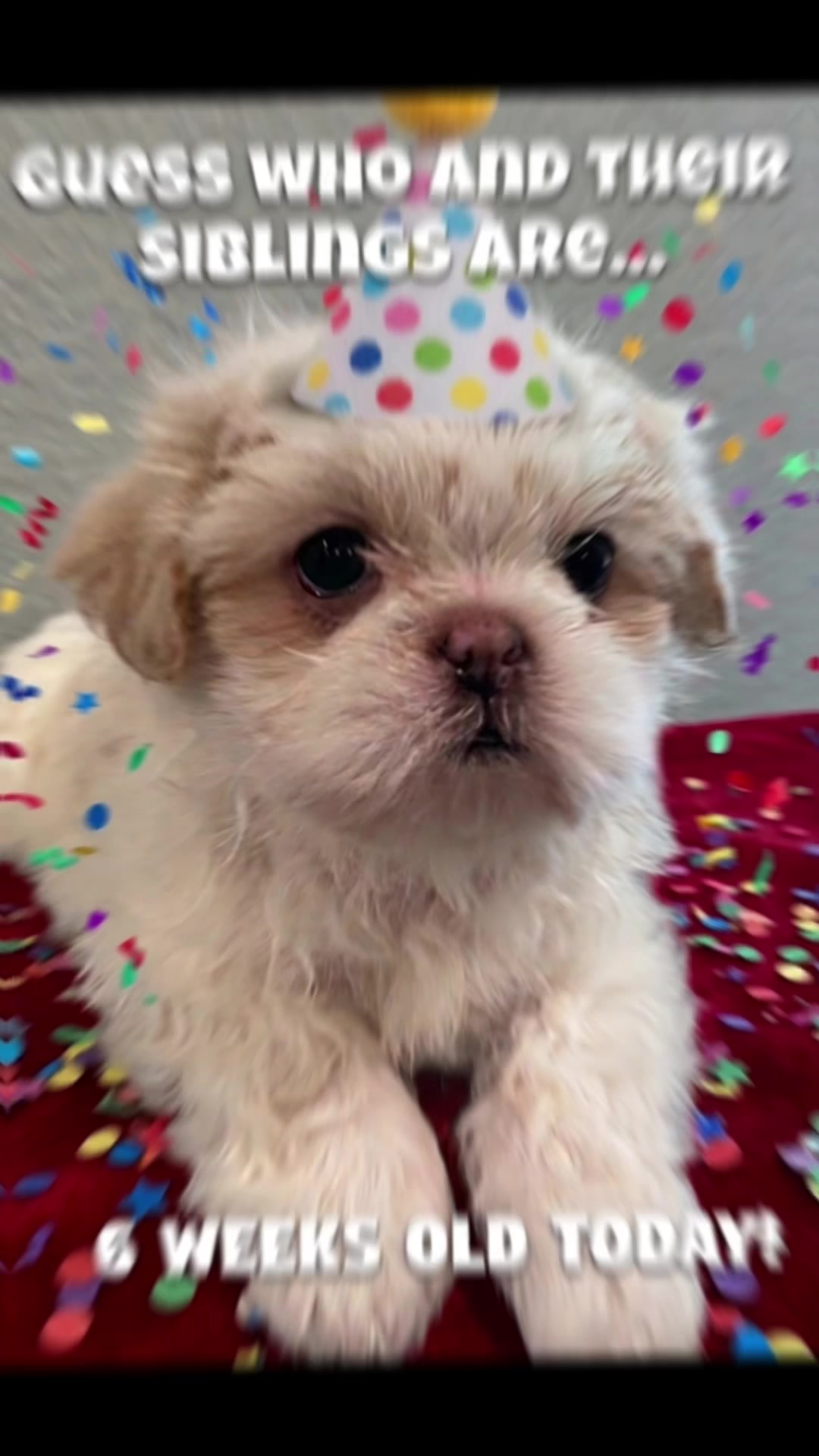 @Twilight Shih Tzu