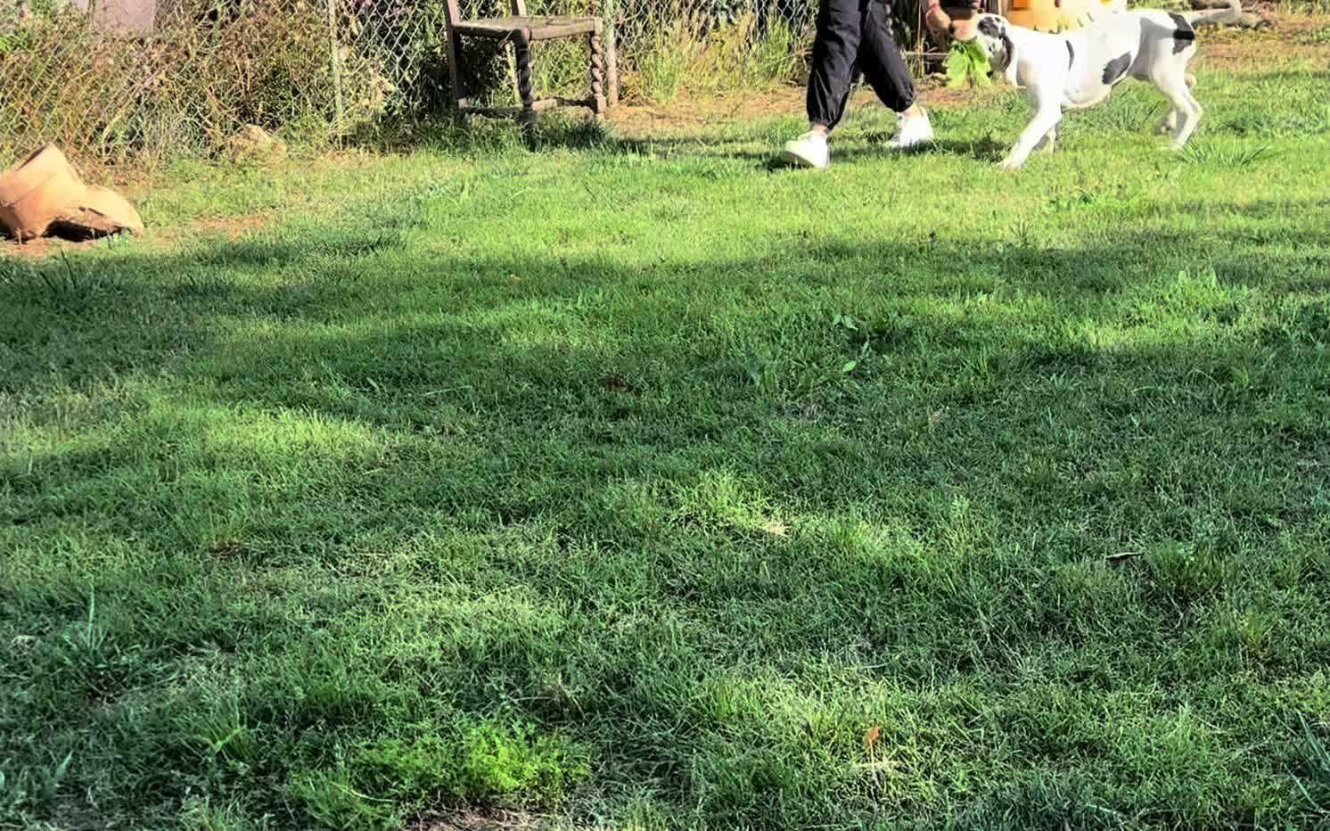@Dеlмаdоg 🐾