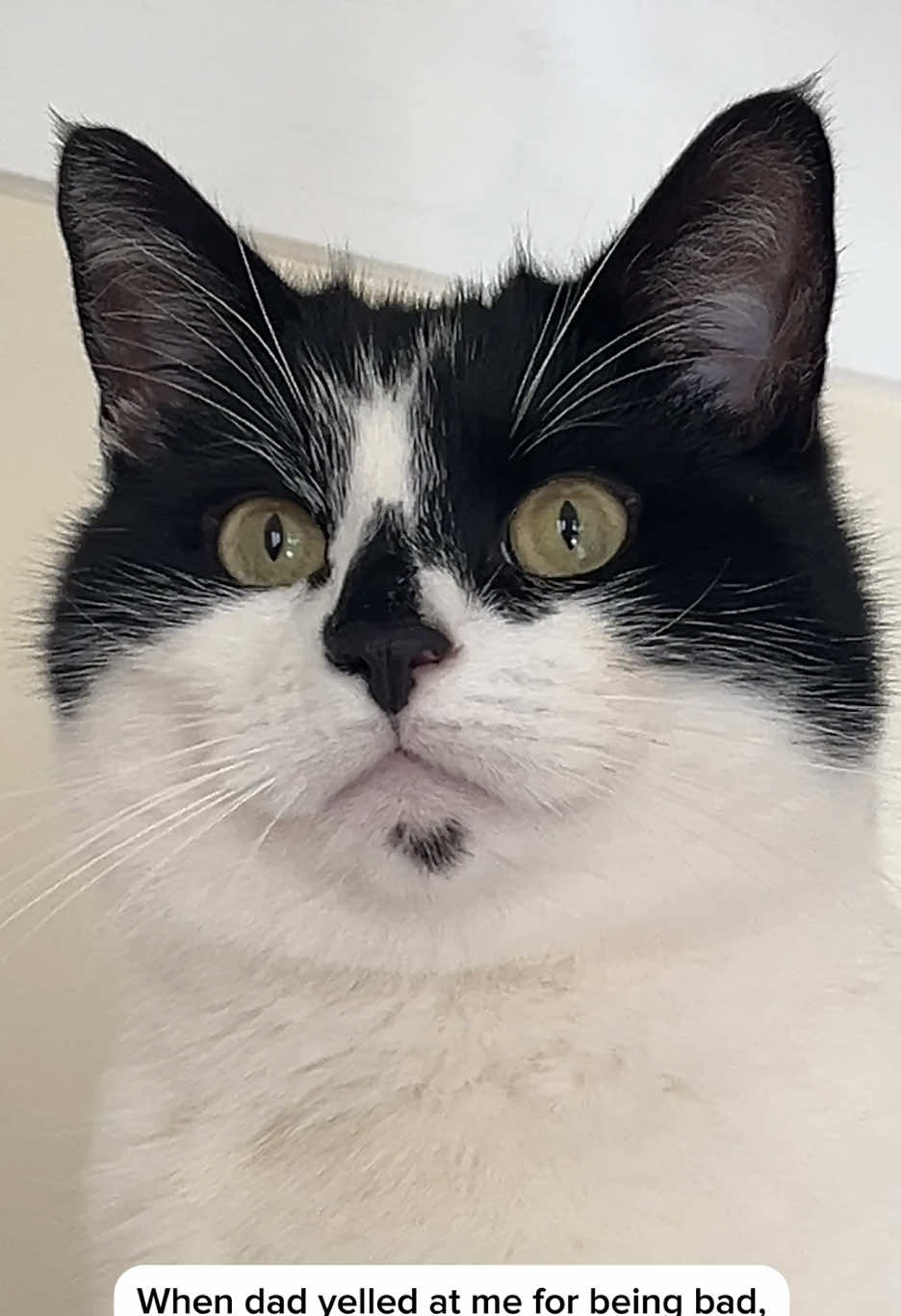 @Pudding | Cat UGC Creator