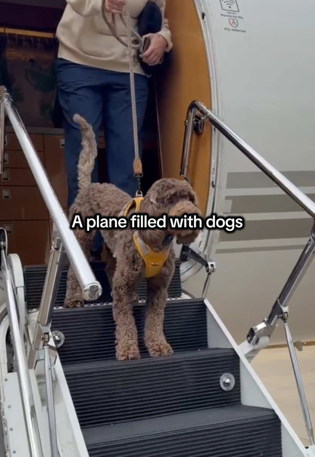 @K9 JETS