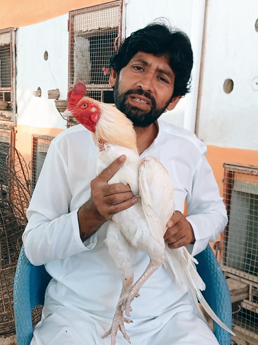 @Sajjad Aseel Farm
