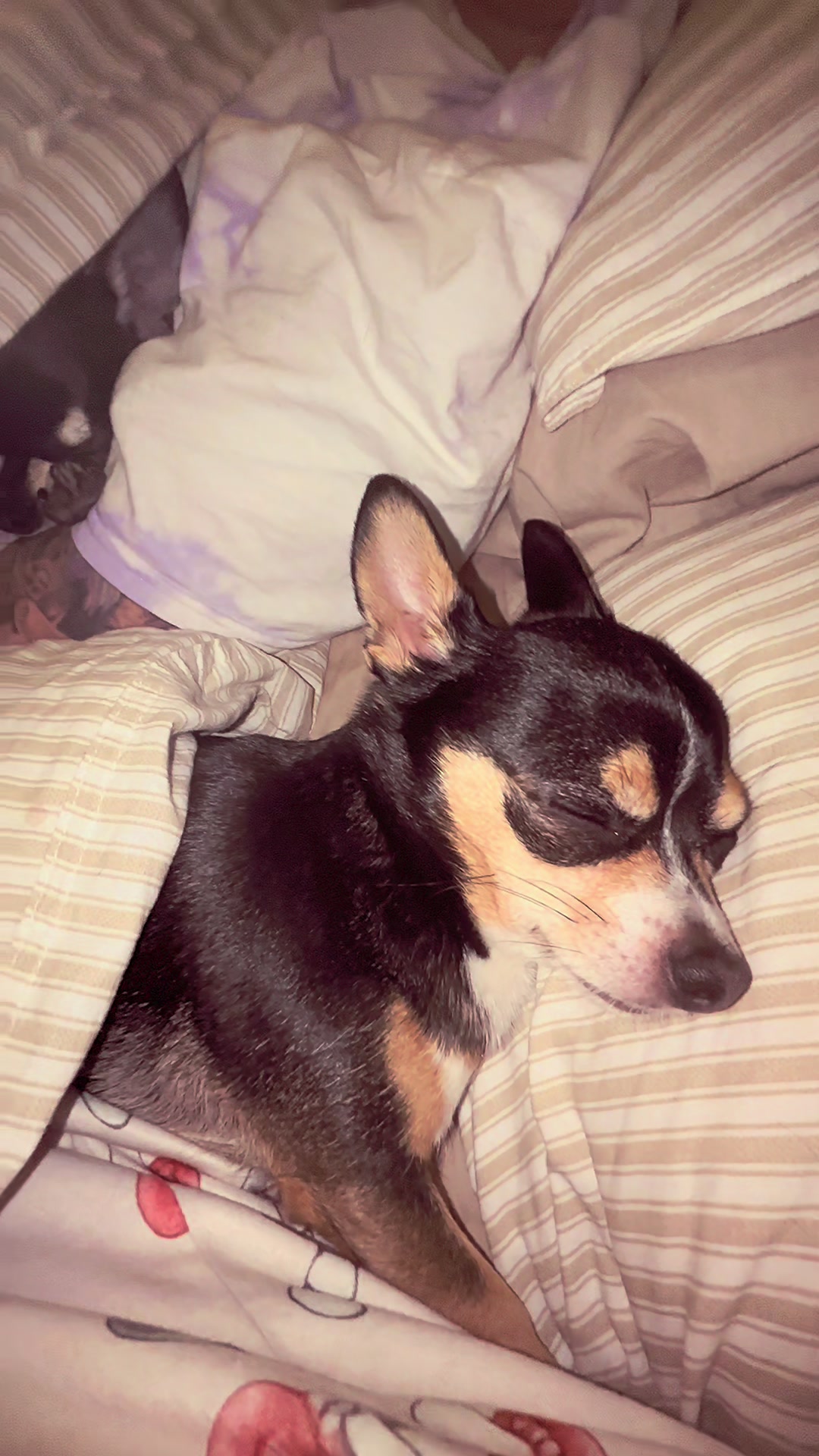 @Coco_bean🐾