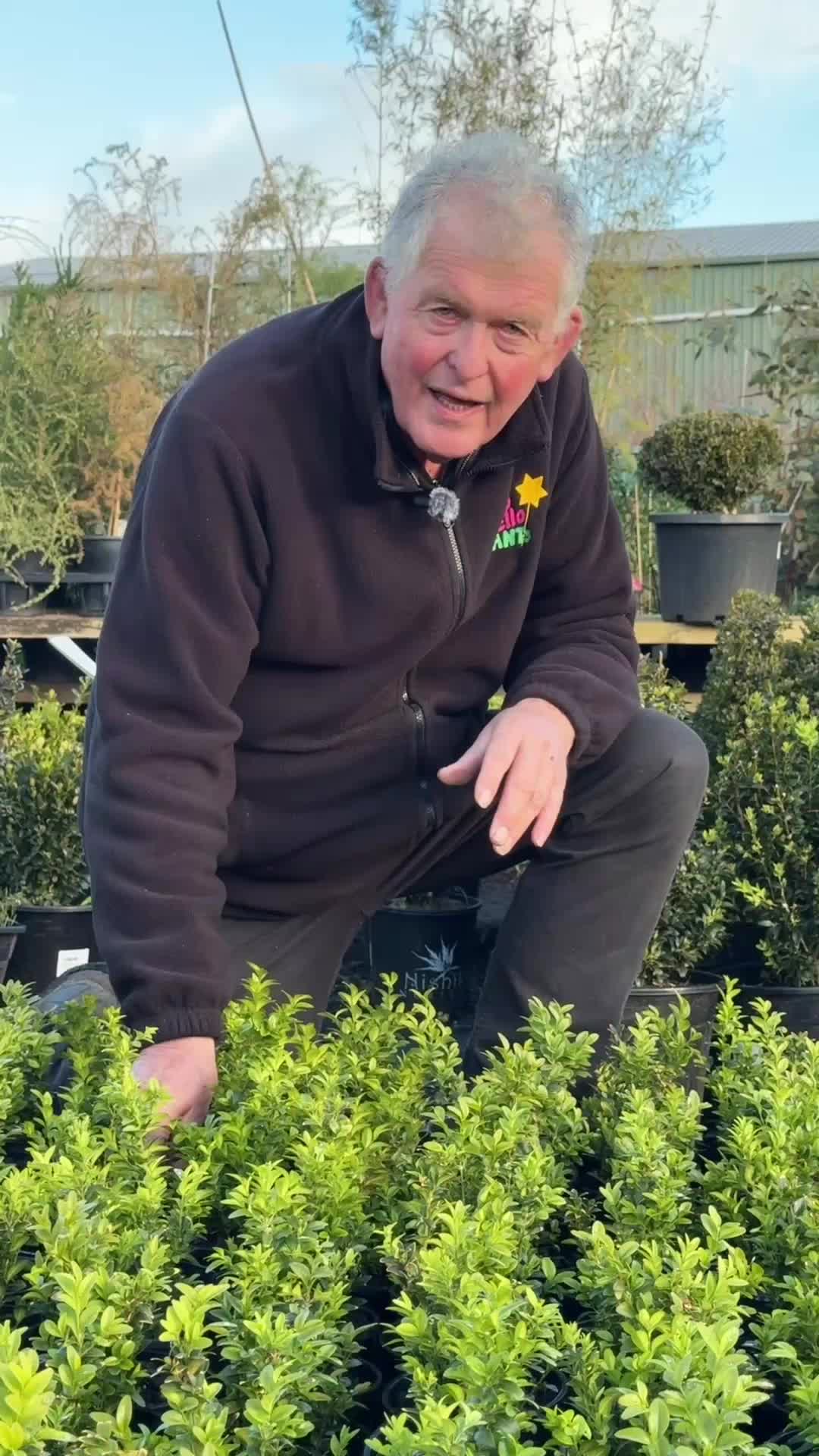 @Hello Hello Plants Nursery