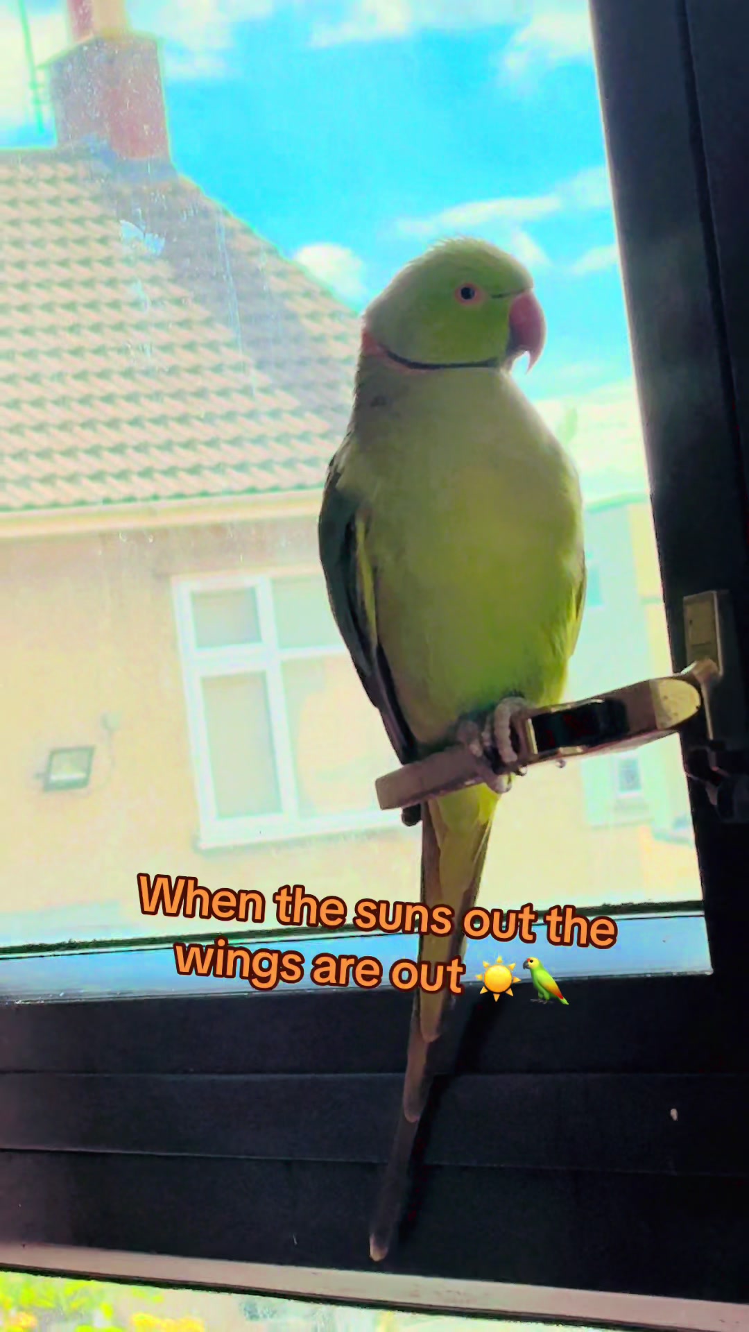 @Gem ♥️🦜