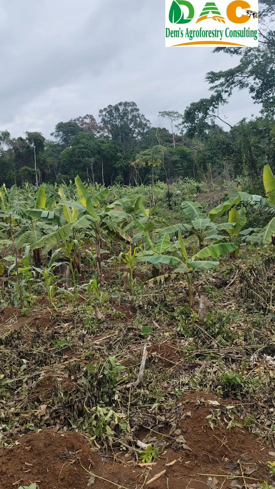 @Dem's Agroforestry Consulting