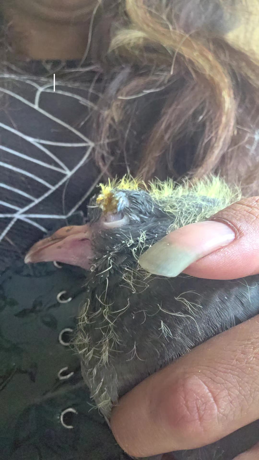@S.Char.The.Pigeon.Lady🌙🖤Xx
